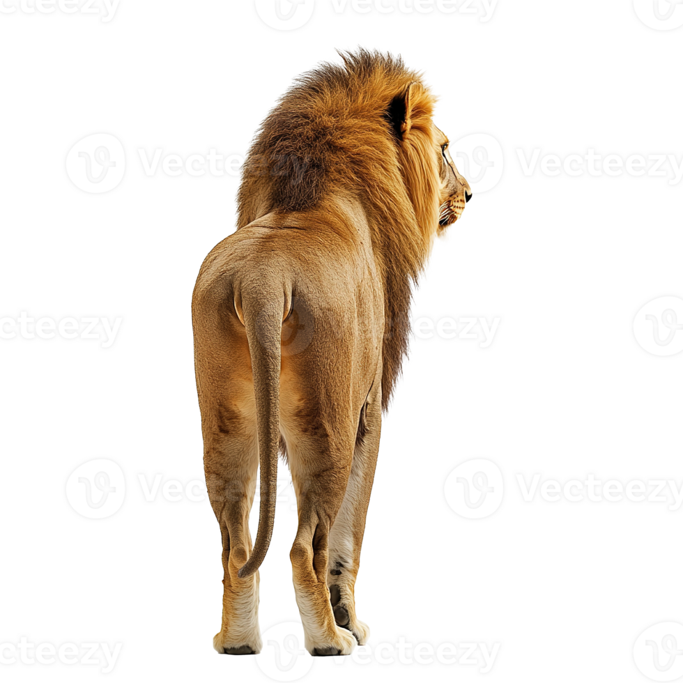 African Lion Full Body Back View Isolated at the Transparent Background png