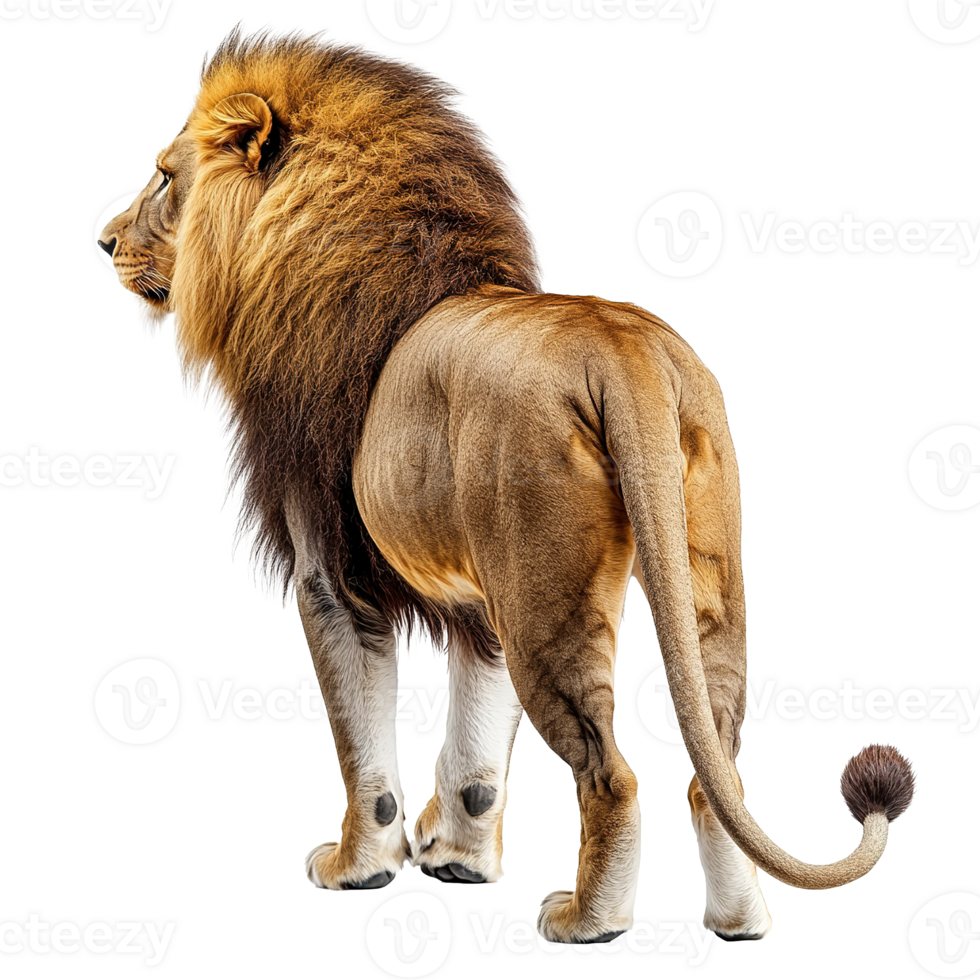 African Lion Full Body Back View Isolated at Transparent Background png