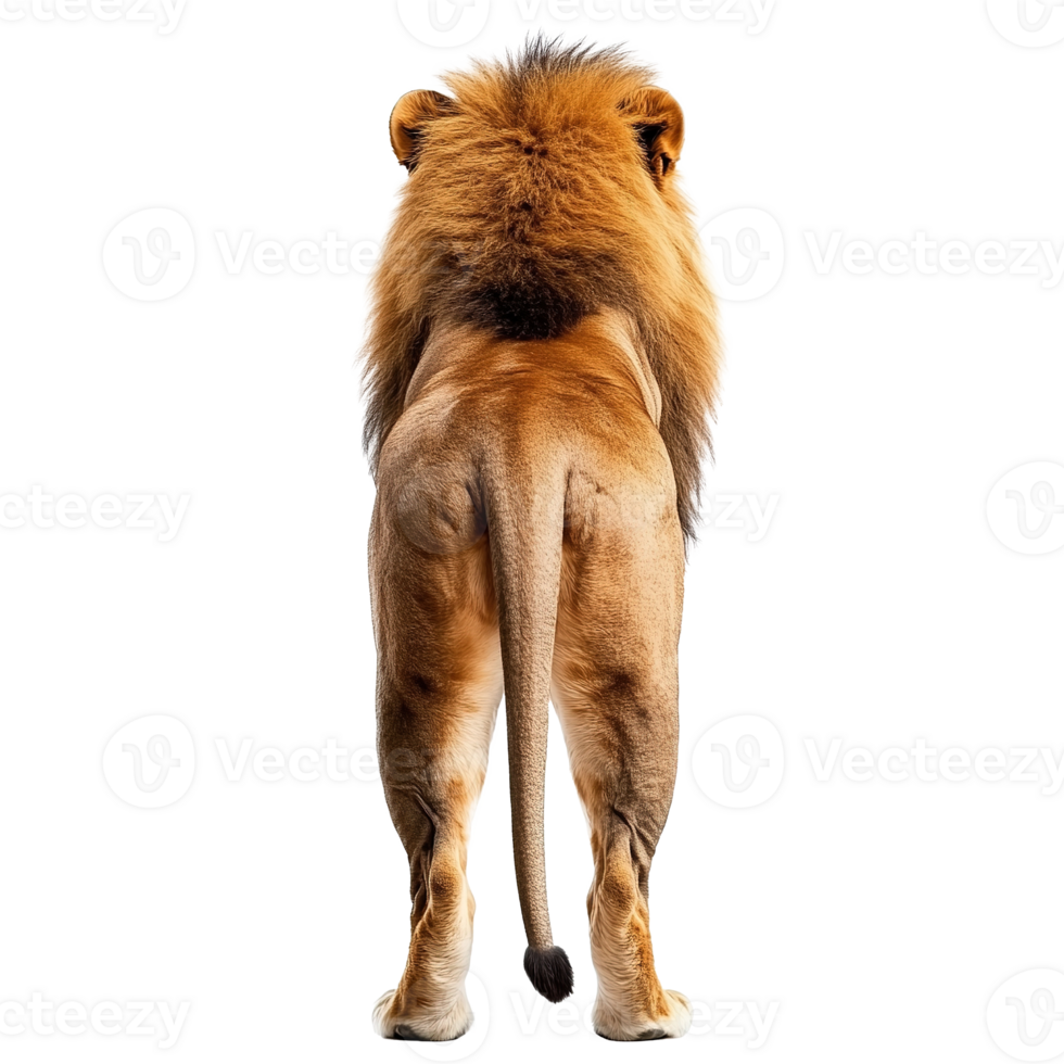 African Lion Full Body Back View Isolated on the Transparent Background png