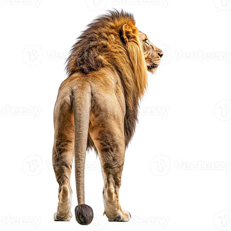 African Lion Full Body Back View Isolated on Transparent Background png
