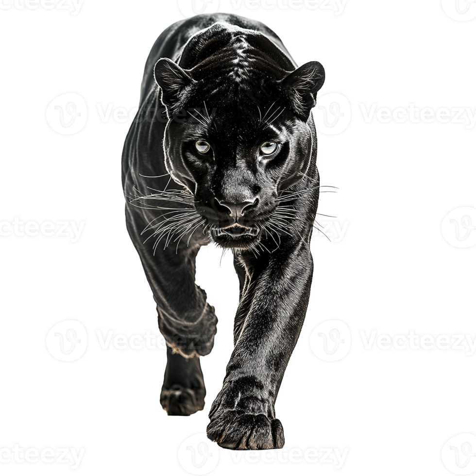 Black Panther Walking Towards Isolated on the Transparent Background png