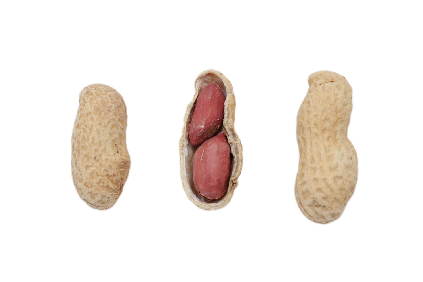 Peanut nut isolated png