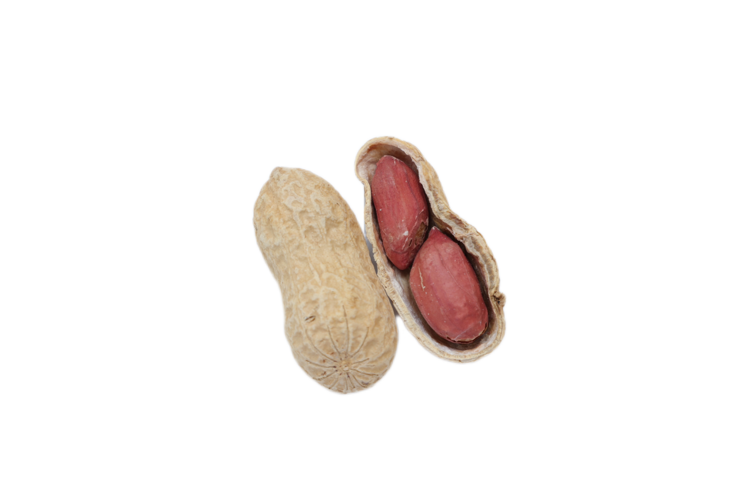 Peanut isolate, isolated of nut png