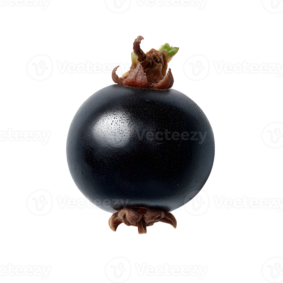 Single Blackcurrant Berry Closeup Shot Isolated on White Background Food Photography png