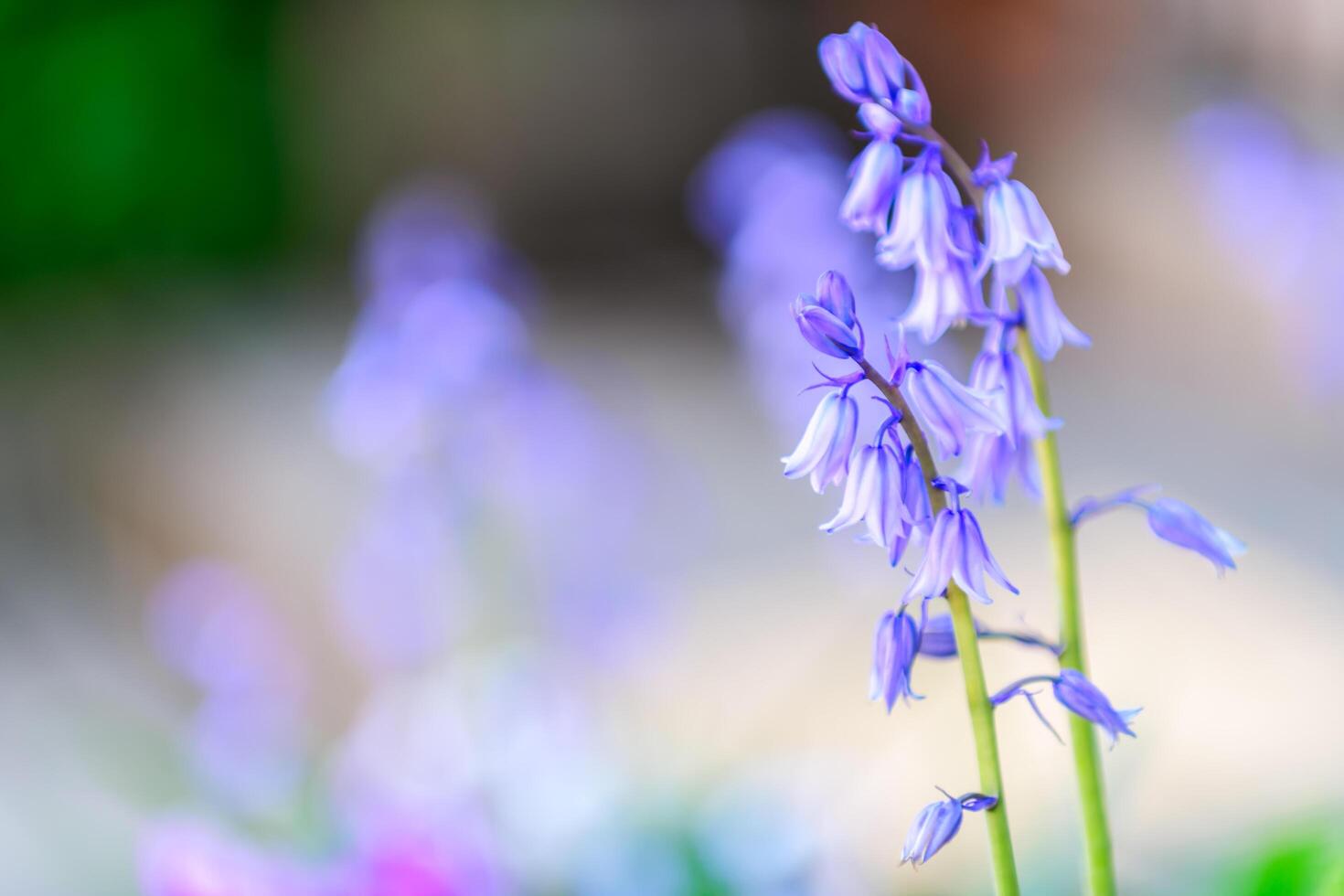 Selective focus of Spanish bluebell, Hyacinthoides hispanica, Endymion hispanicus photo