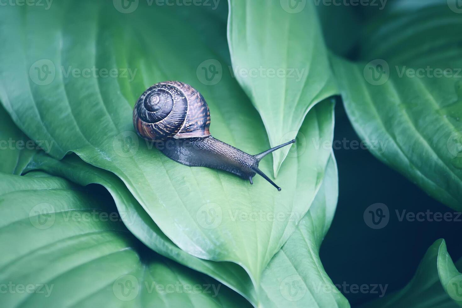 A little snail in the garden photo