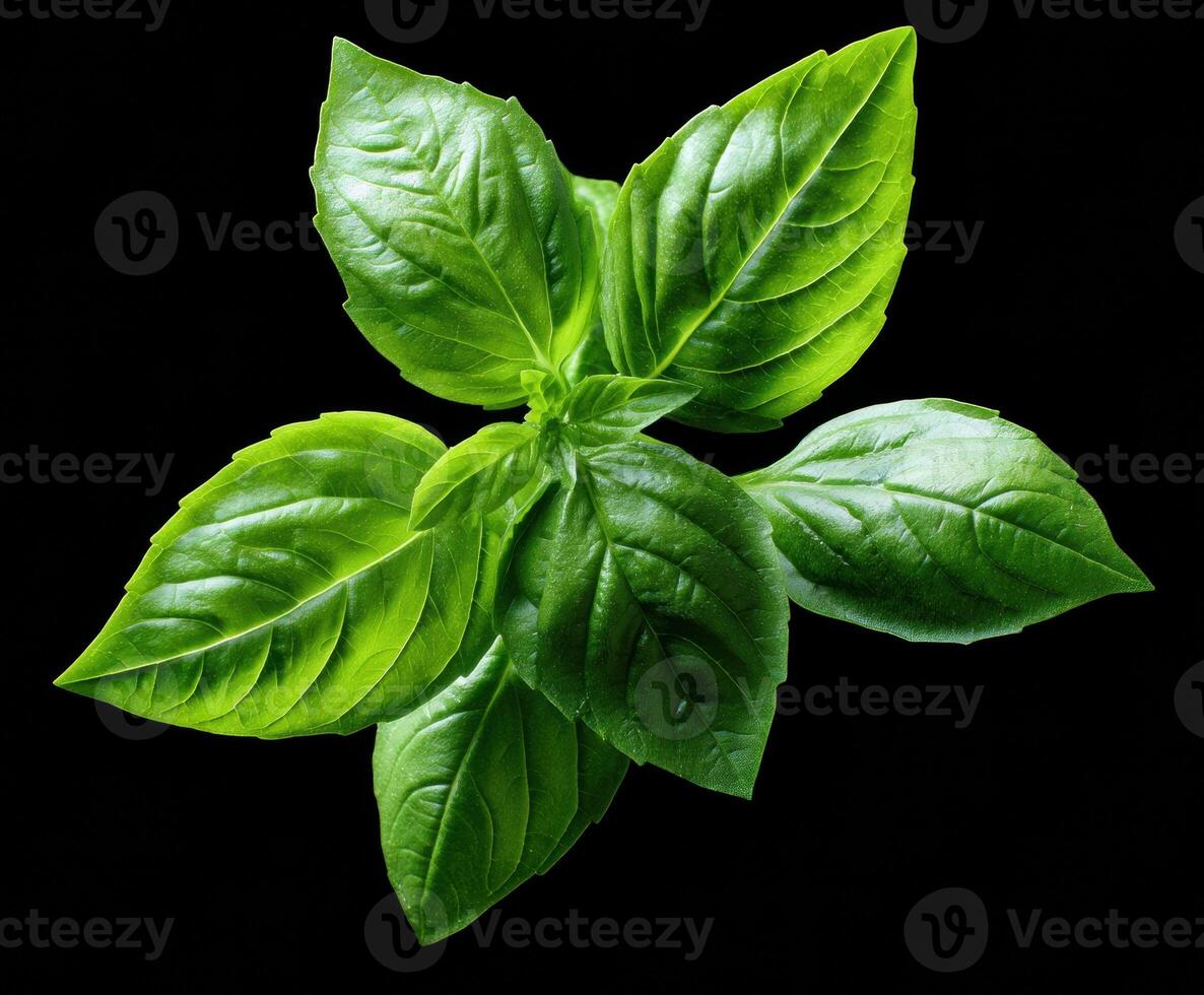 Fresh basil leaves for culinary use and healthy recipes photo