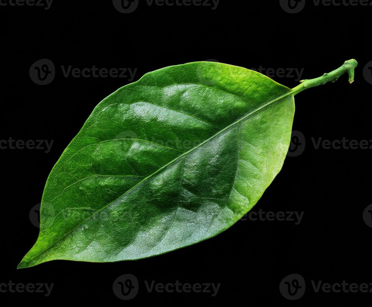Fresh green leaf on a dark background showcasing natural texture photo