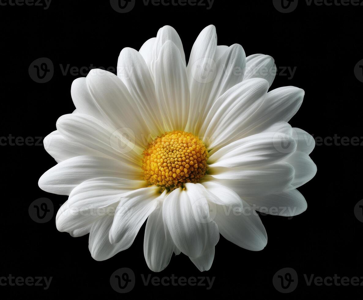 White daisy bloom with yellow center against dark backdrop photo