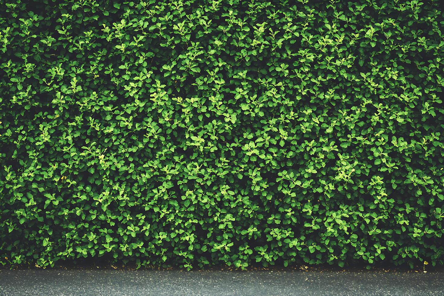 Lush Green Moss Carpet Natures Softest Flooring Solution for Indoor Spaces photo