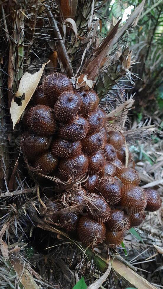 Close Up of Salak or Snake Fruits Growing on Tree photo