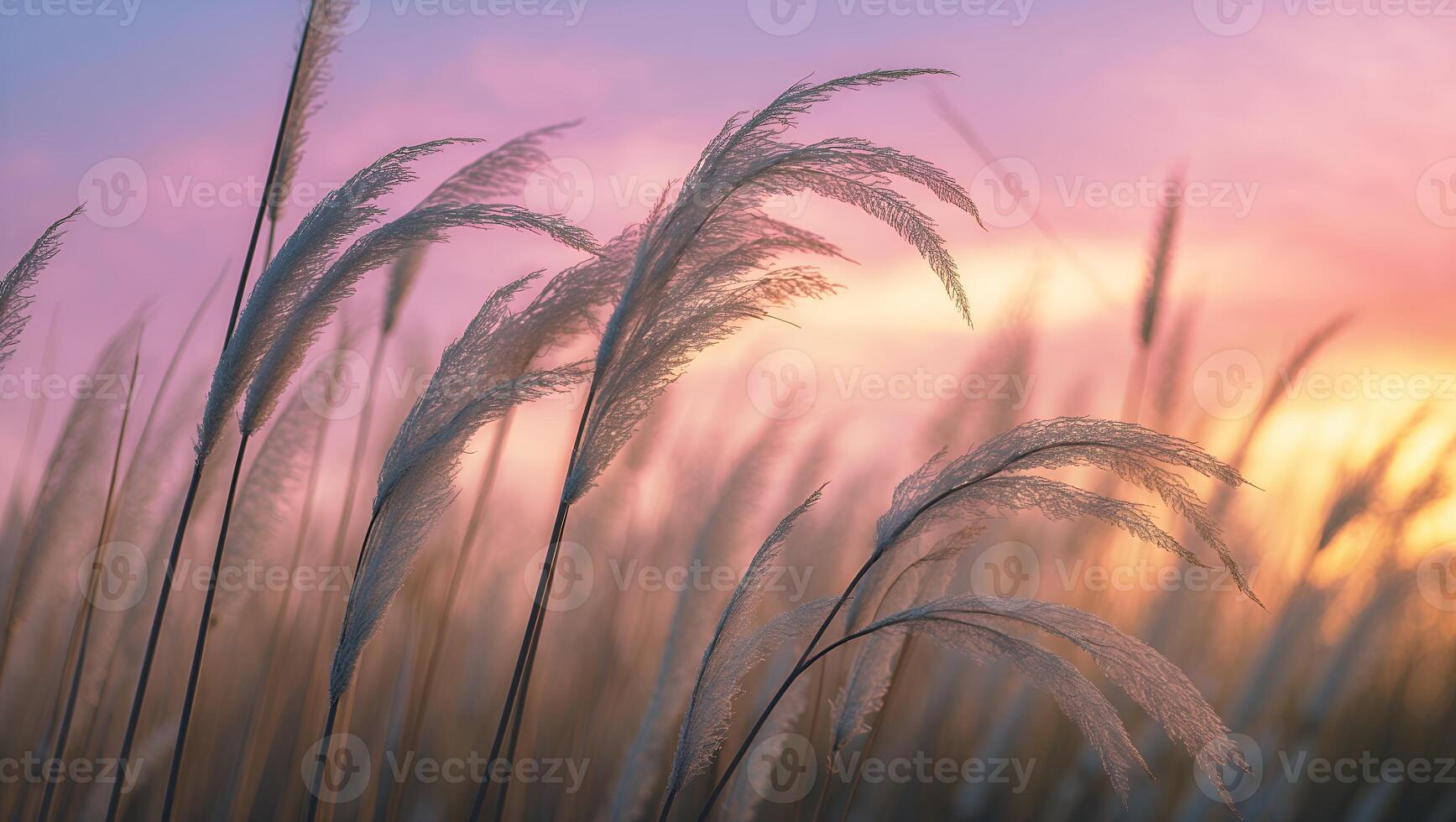 Tall Grass in Field During Sunset photo