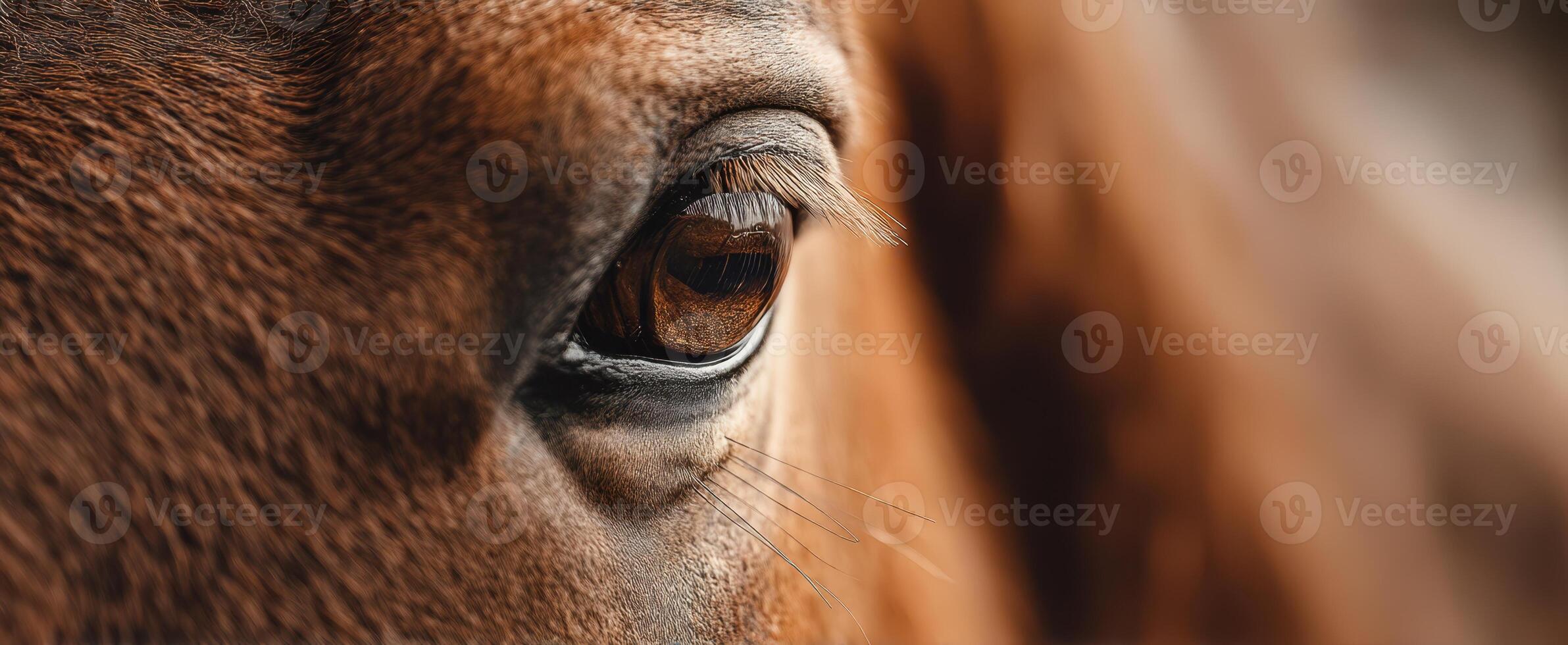 The Majestic Eye of a Beautiful Brown Horse photo
