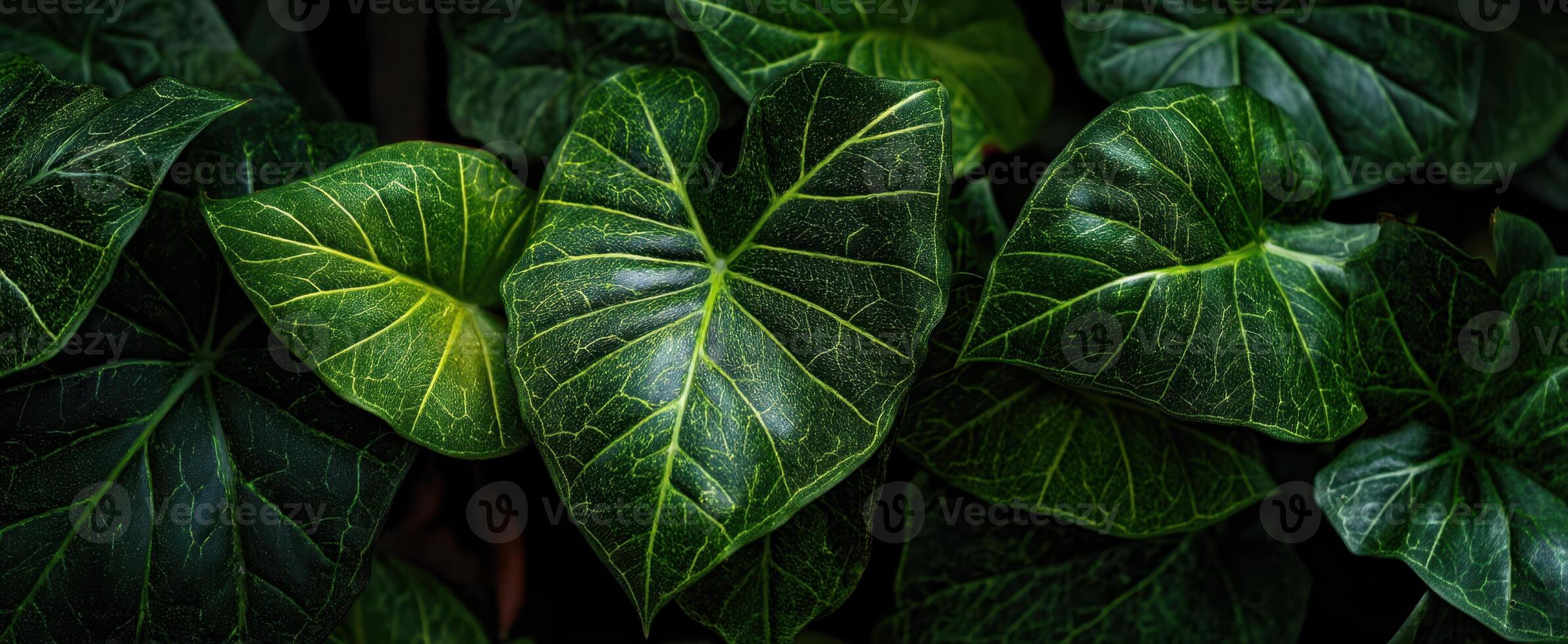 The Lush Green Leaves Creating a Vibrant Tropical Atmosphere photo