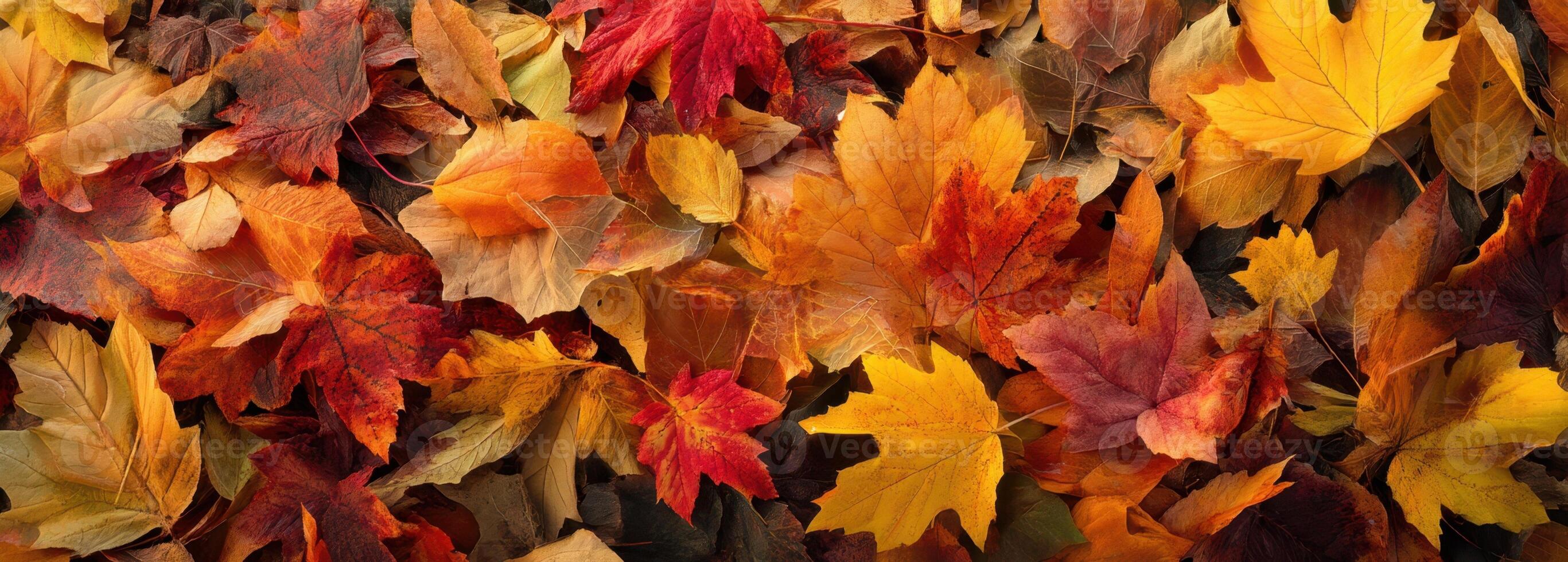 The colorful autumn leaves scattered on the ground creating a warm, natural ambiance. photo