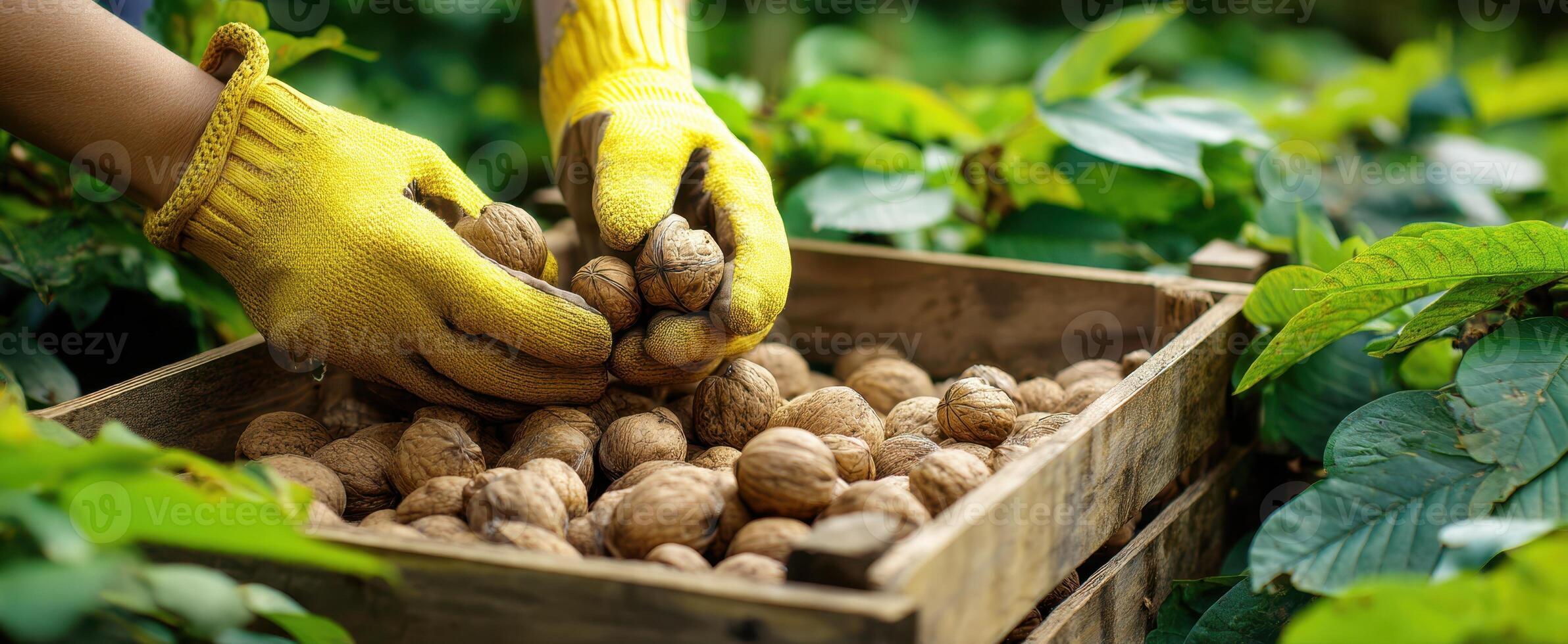 The hands picking fresh walnuts from a wooden crate in the garden. photo