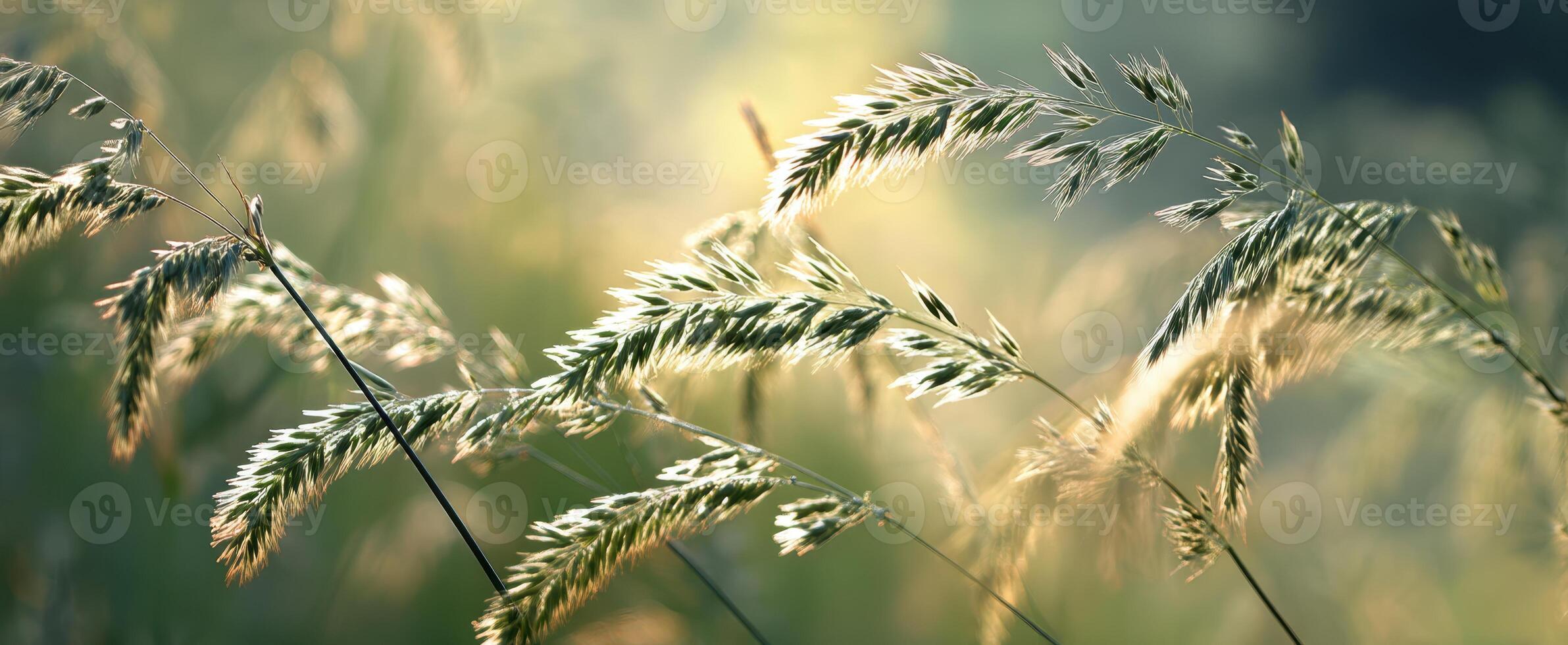 The delicate grass swaying gently in the warm sunlight of a serene meadow. photo