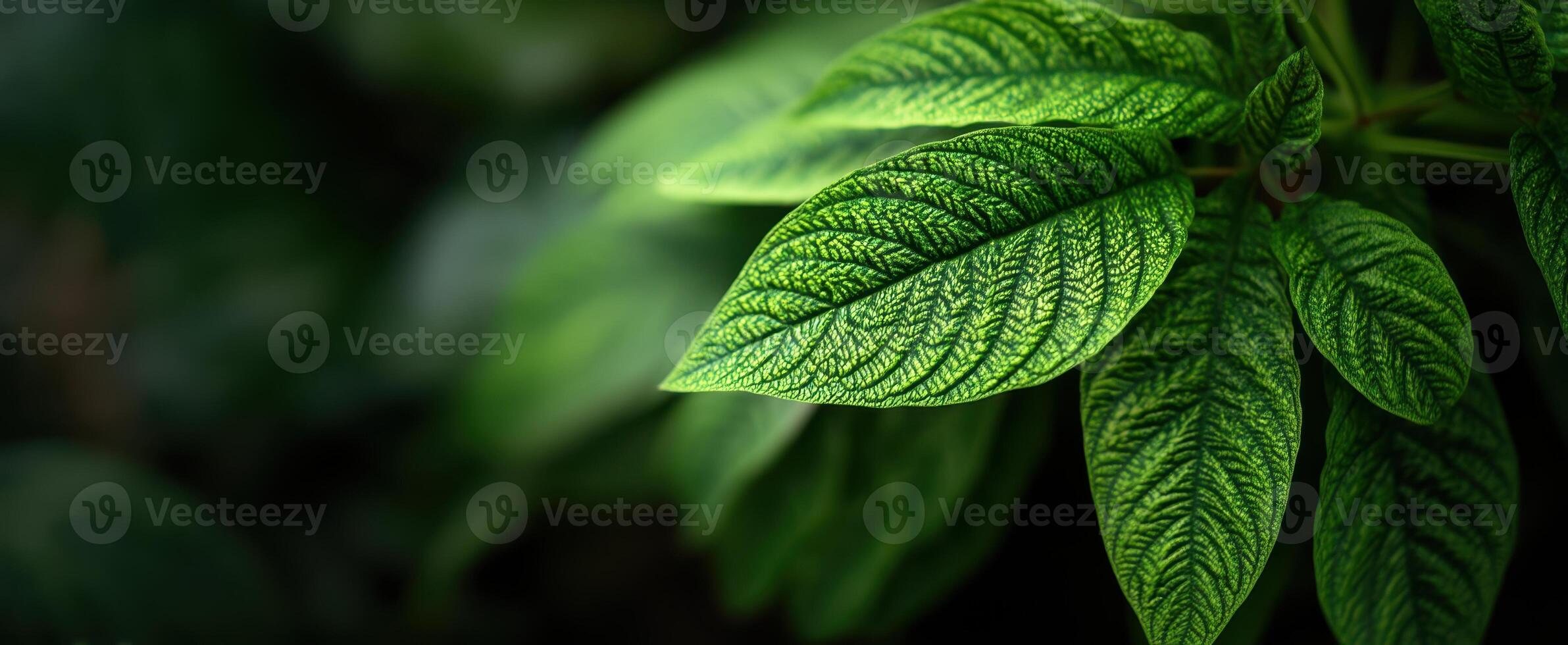 The Green Leaves Showcasing Intricate Vein Patterns and Lush Foliage photo