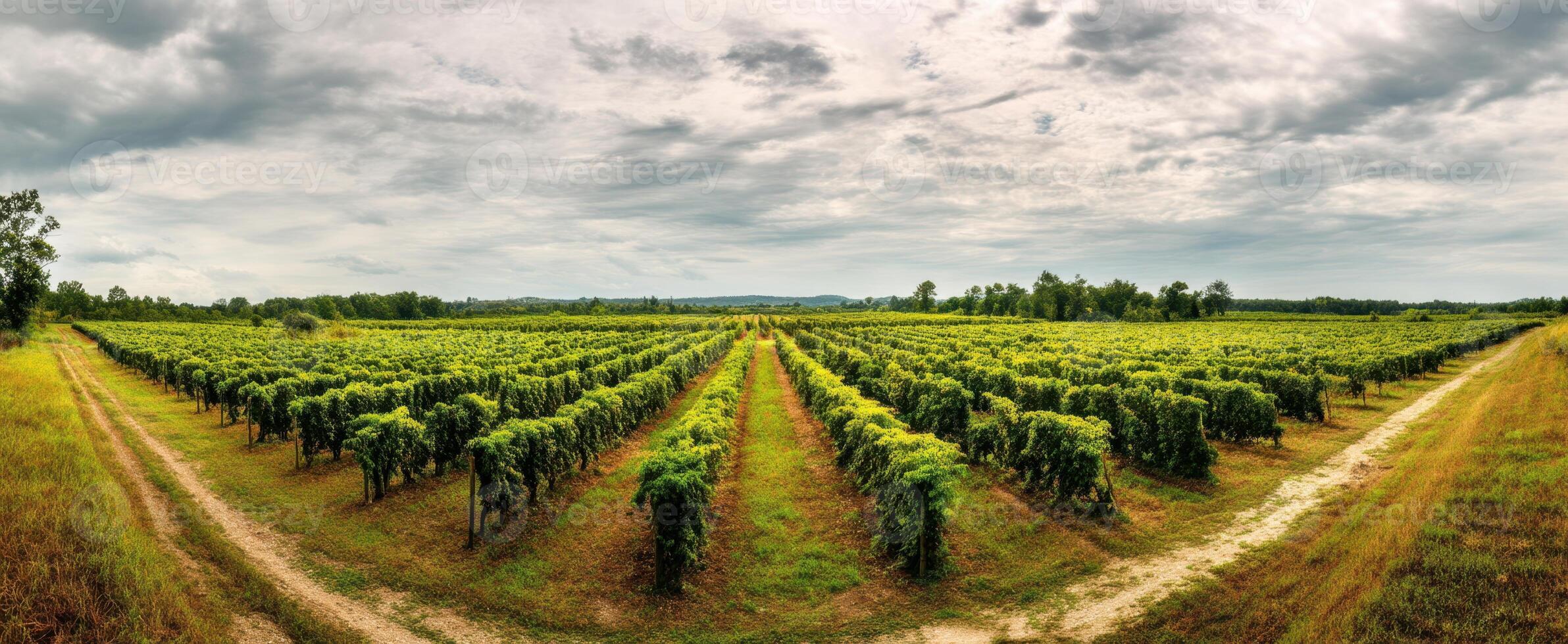 The picturesque vineyard showcasing lush grapevines under a dramatic sky. photo