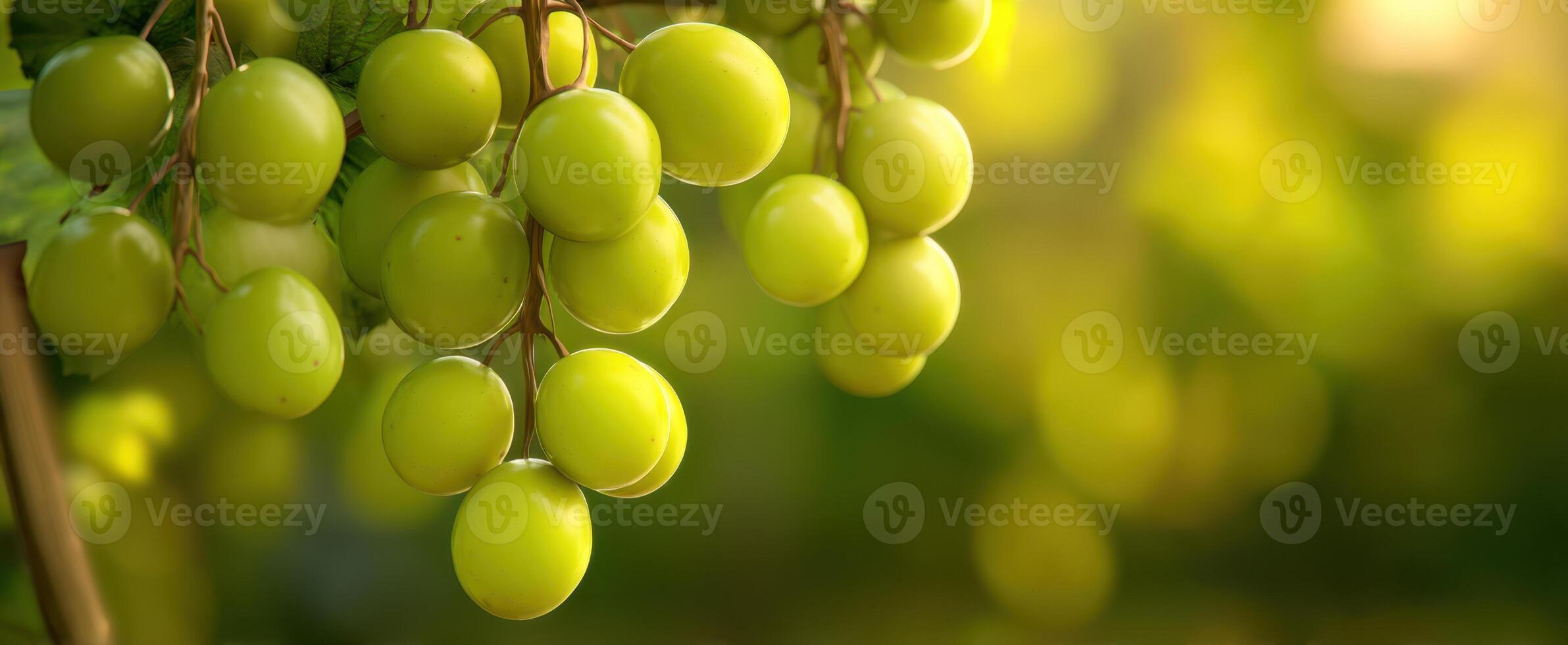 The Green Grapes Hanging Beautifully in a Sunlit Vineyard. photo