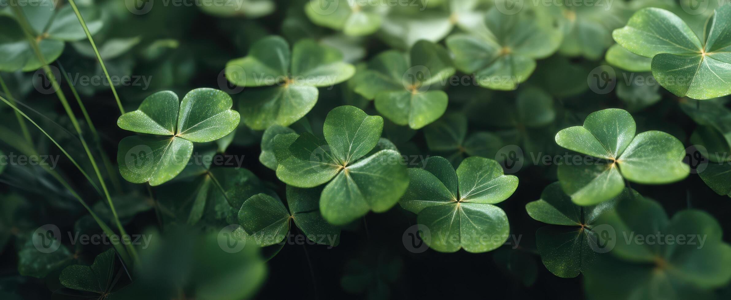 The lush green clover leaves create a serene and tranquil natural backdrop. photo