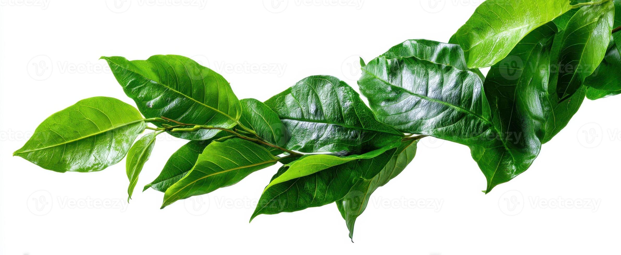 The vibrant green leaves create a refreshing element of nature and tranquility. photo