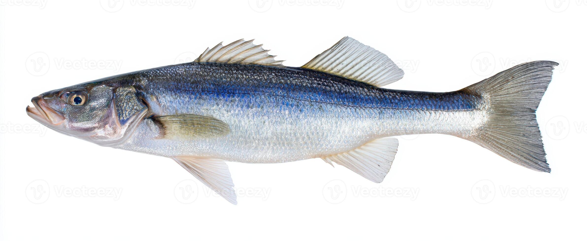 The fresh fish showcasing vibrant colors and pristine details against a white background. photo