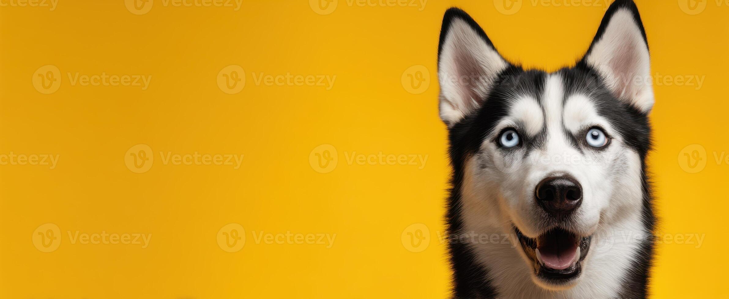 The Happy Siberian Husky with Striking Blue Eyes Against a Yellow Background photo