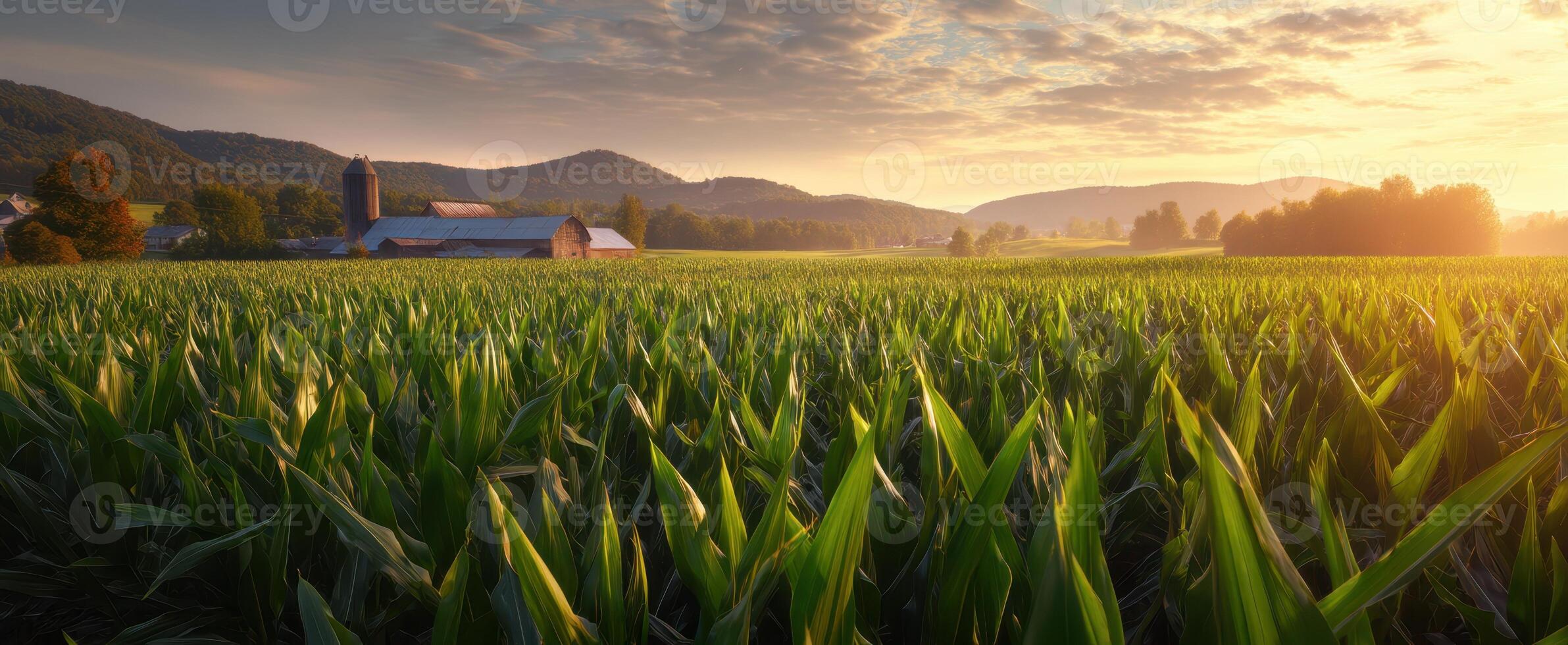 The serene landscape of a cornfield at sunrise near a charming farm. photo