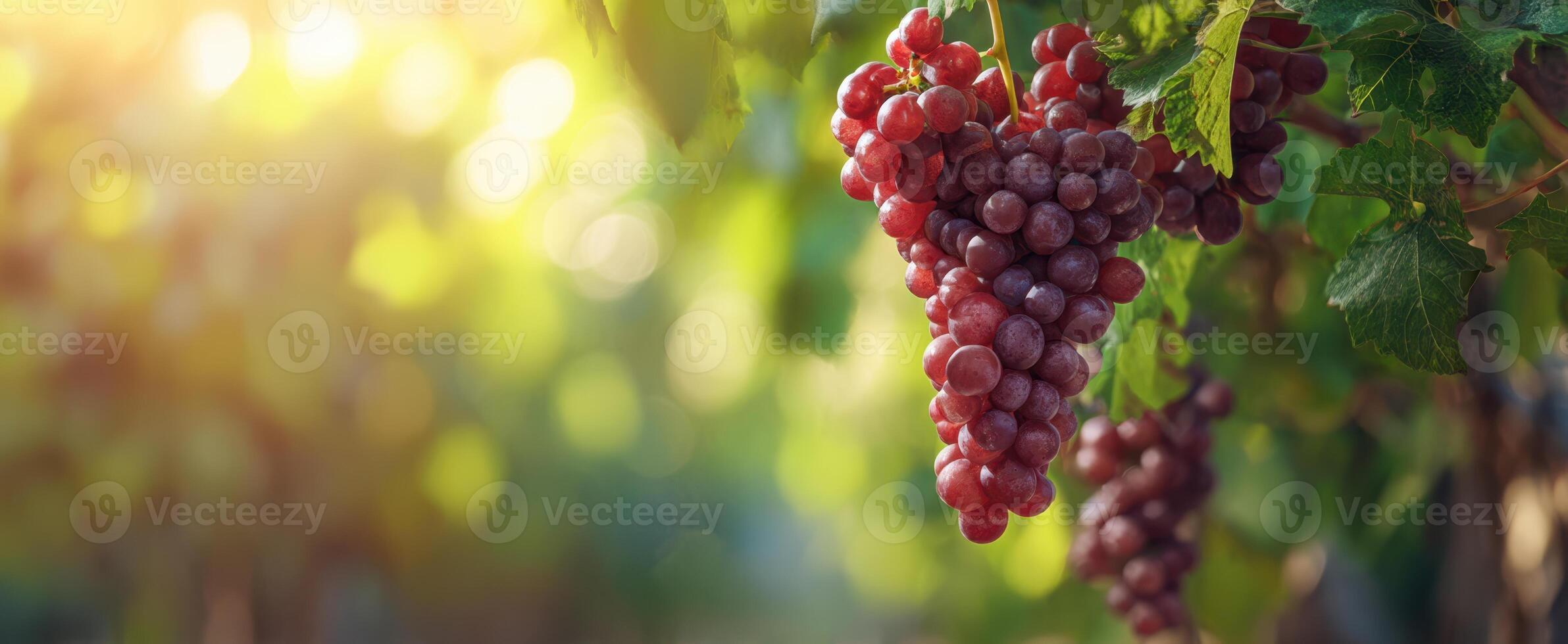 The beautiful bunch of ripe grapes hanging in the vineyard under sunlight. photo