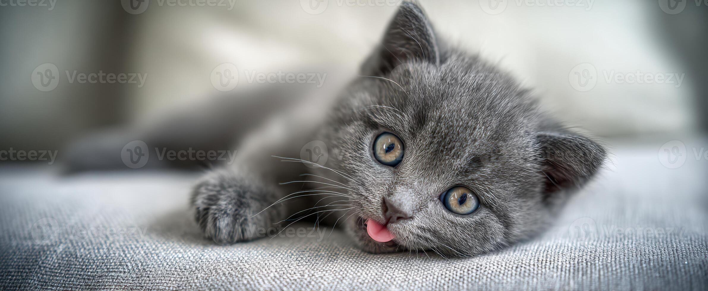 The adorable gray kitten resting comfortably on a soft couch with playful charm. photo