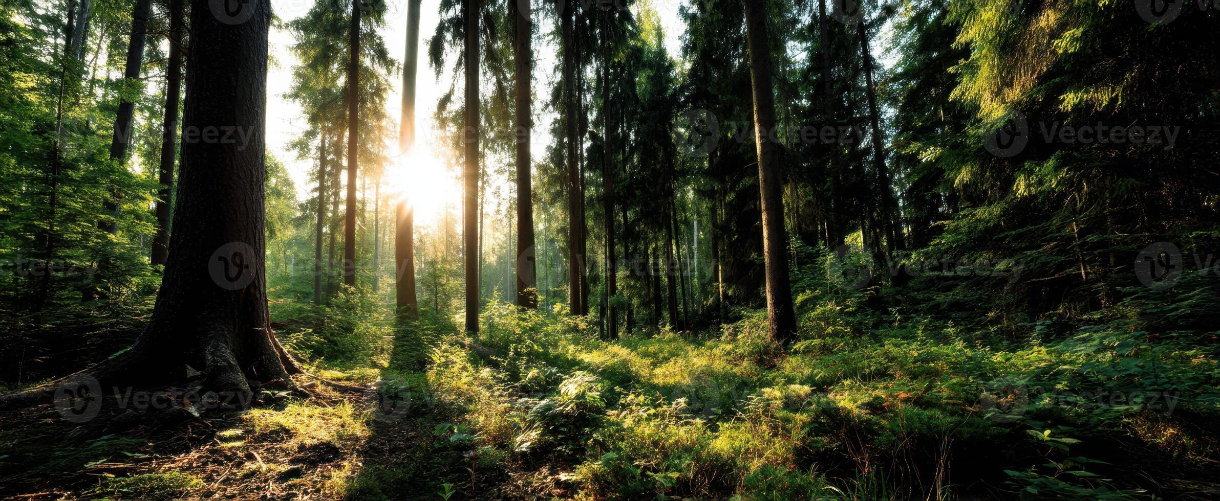 The Enchanting Forest Bathed in Golden Sunlight at Dusk photo