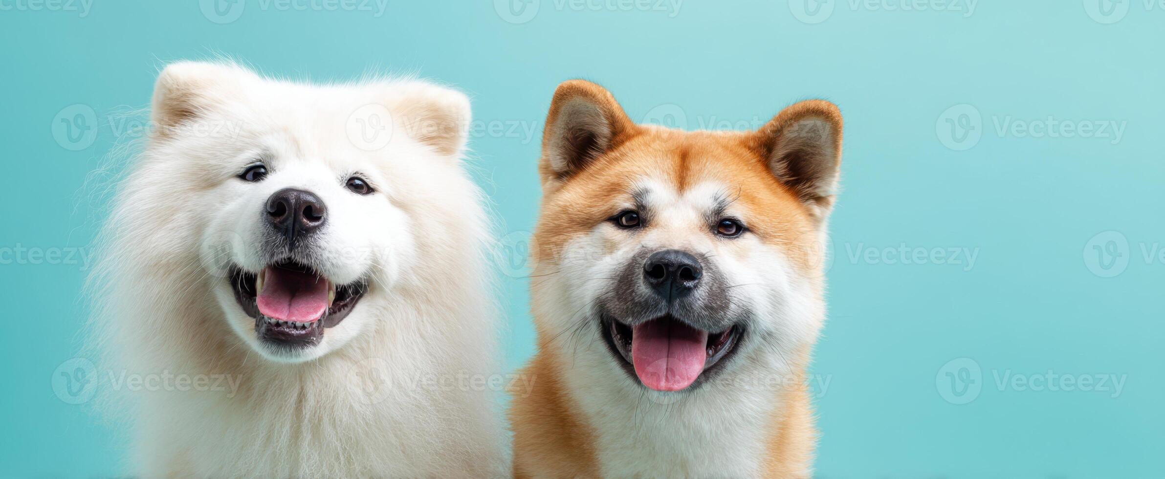 The adorable Samoyed and Akita dogs posing together with joyful expressions. photo