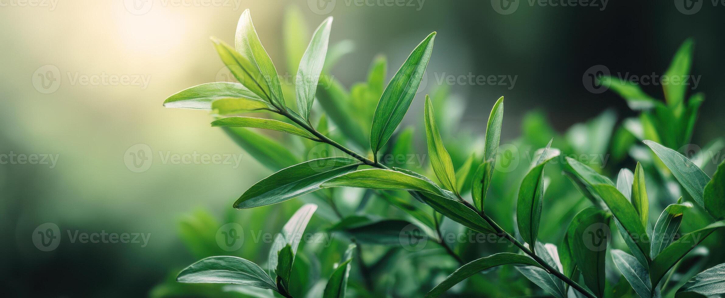 The Lush Green Leaves Elegantly Capturing Natural Serenity in Soft Light photo
