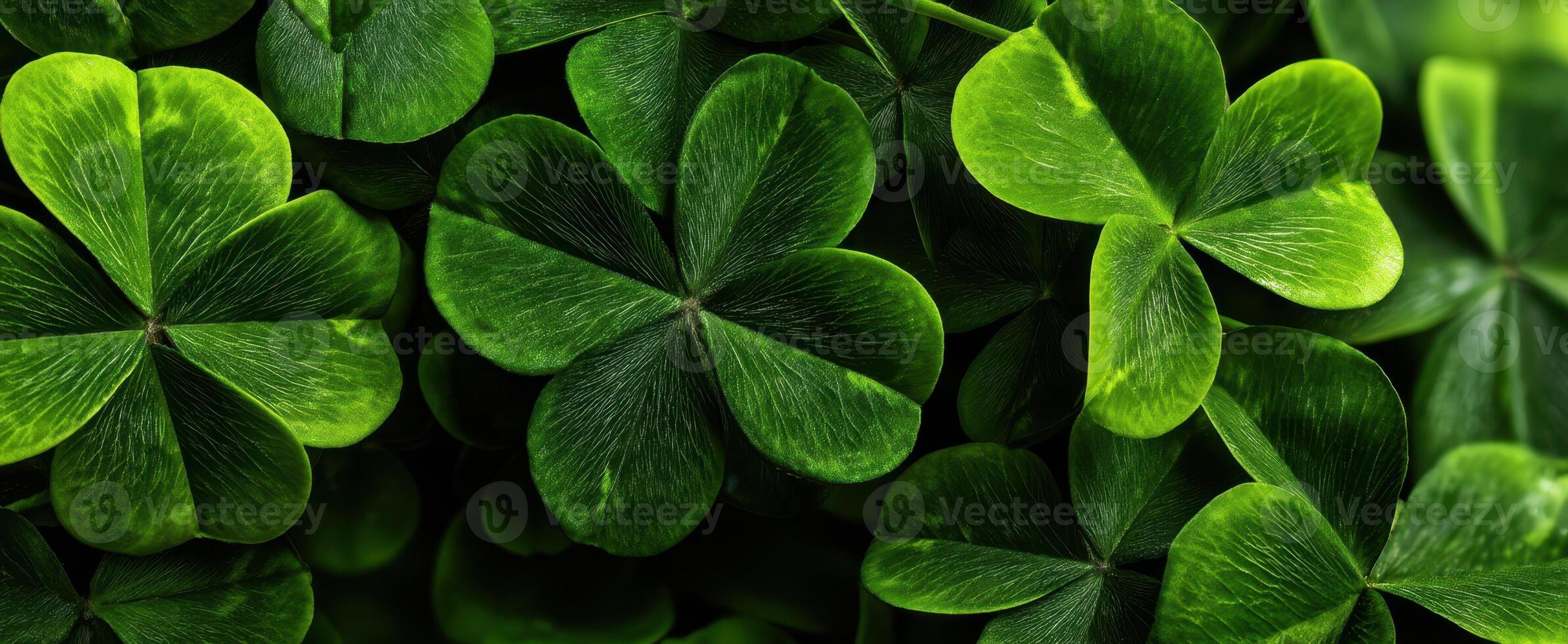 The Lush Green Cloak of Four-Leaf Clovers in a Natural Setting photo