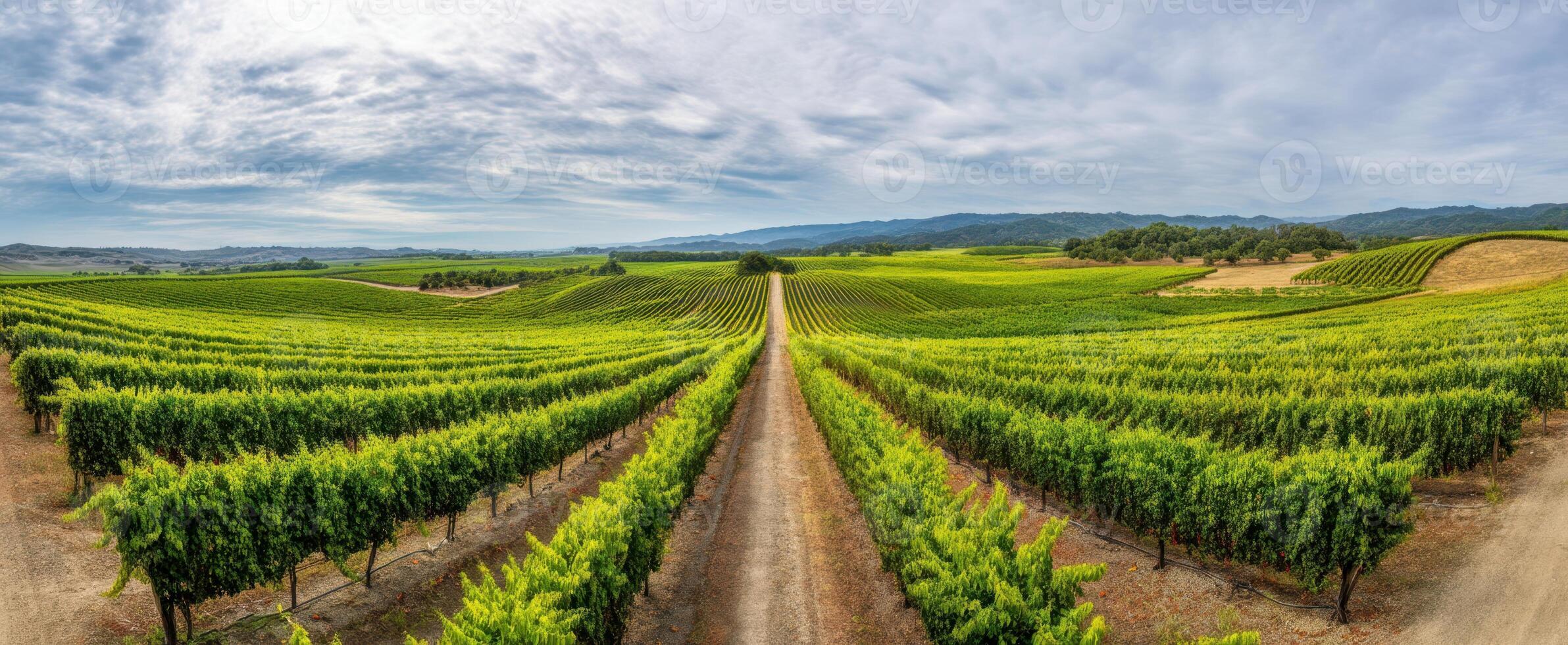 The Expansive Vineyard with Lush Green Fields Under a Cloudy Sky photo
