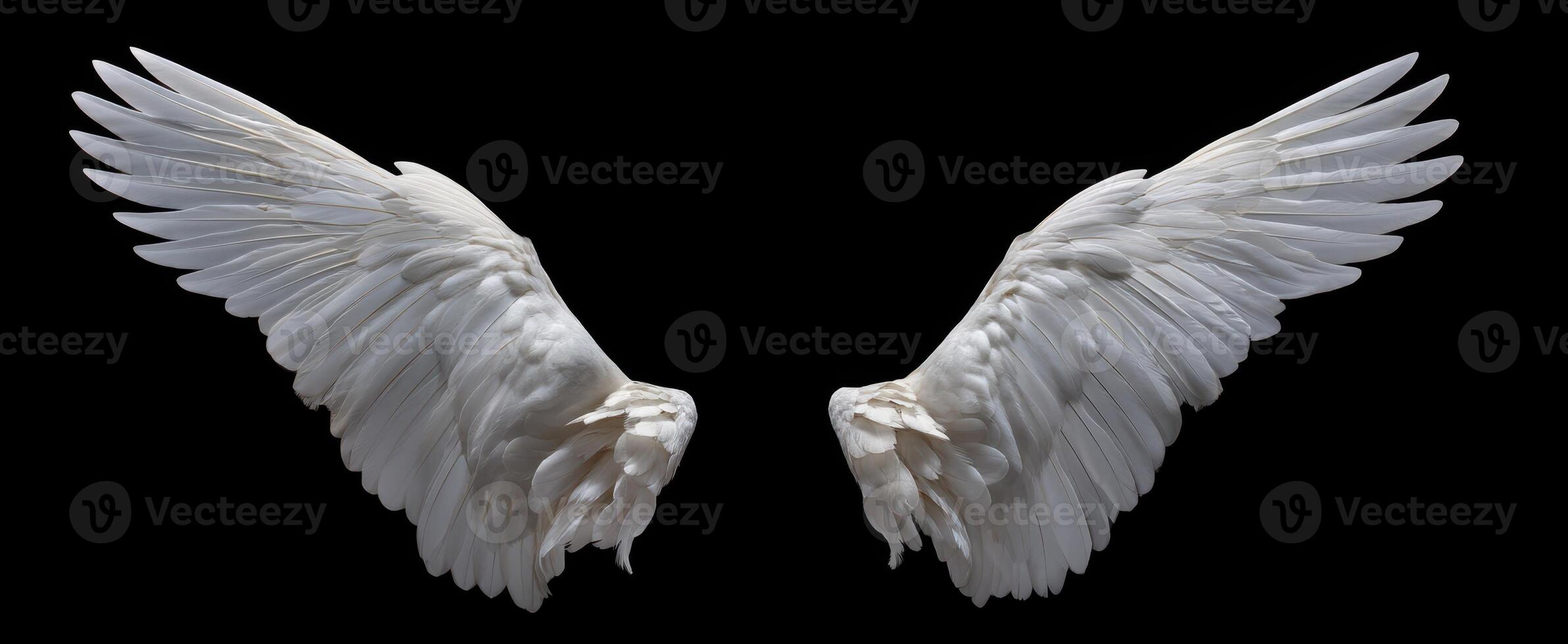 The ethereal beauty of white wings against a dark background photo