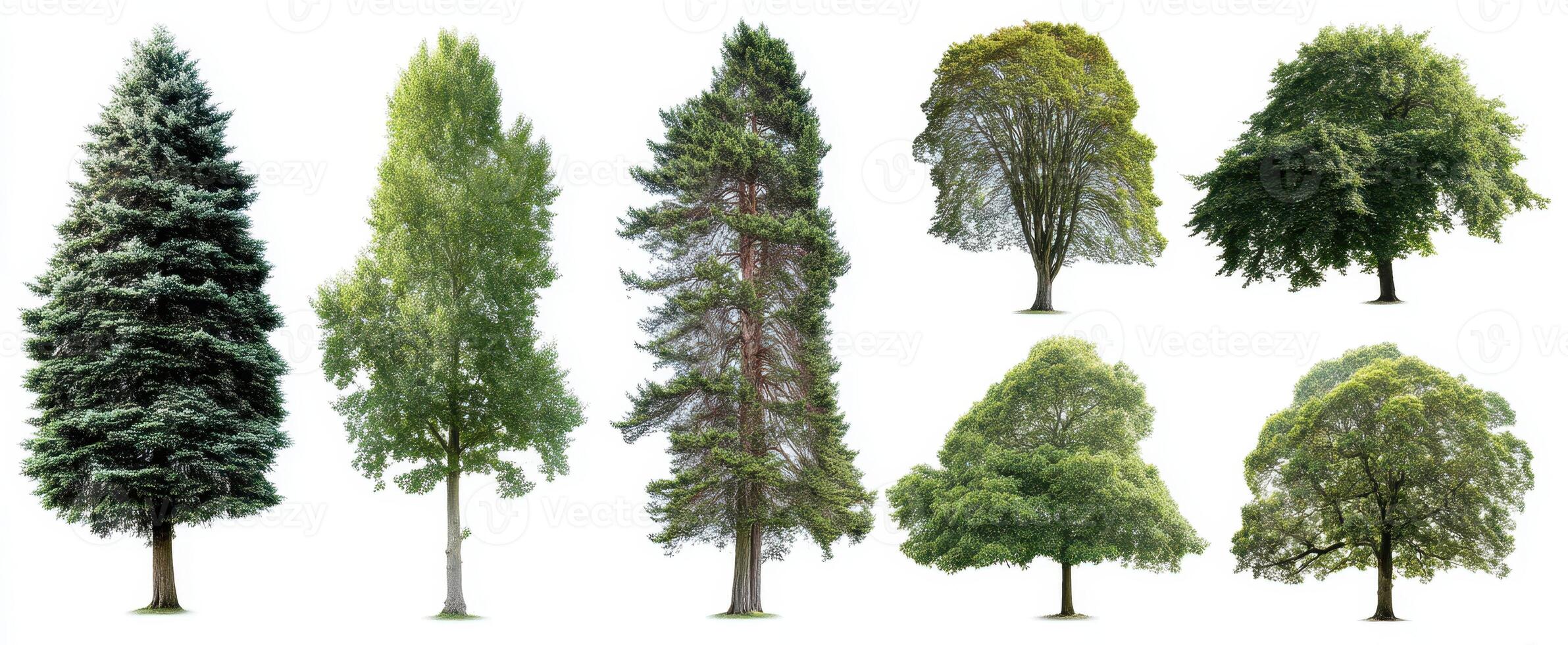 The diverse collection of trees showcasing different shapes and sizes in nature. photo