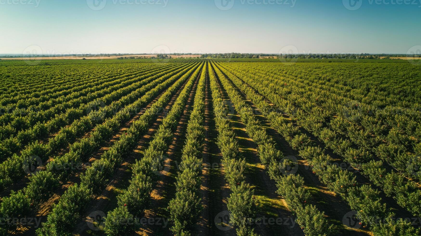 Aerial View of a Lush Orchard with Rows of Trees photo