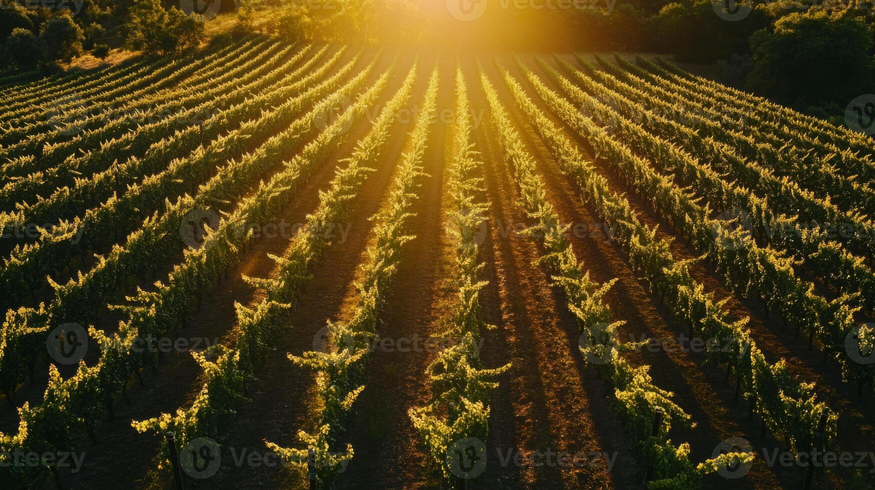 Sunlit Rows of Grapevines in a Vineyard photo