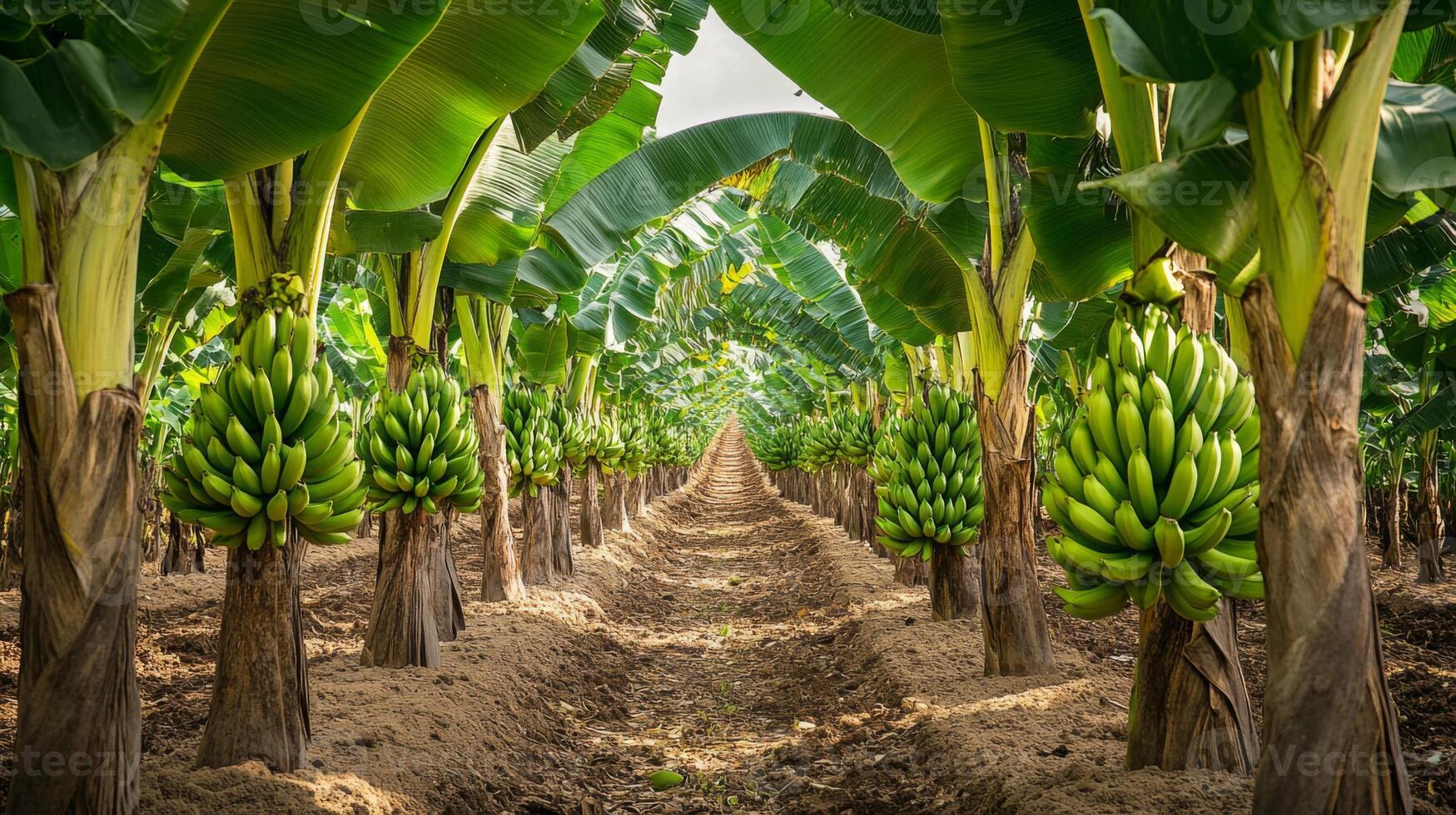 A Row of Lush Banana Trees with Green Bananas Growing in a Plantation photo