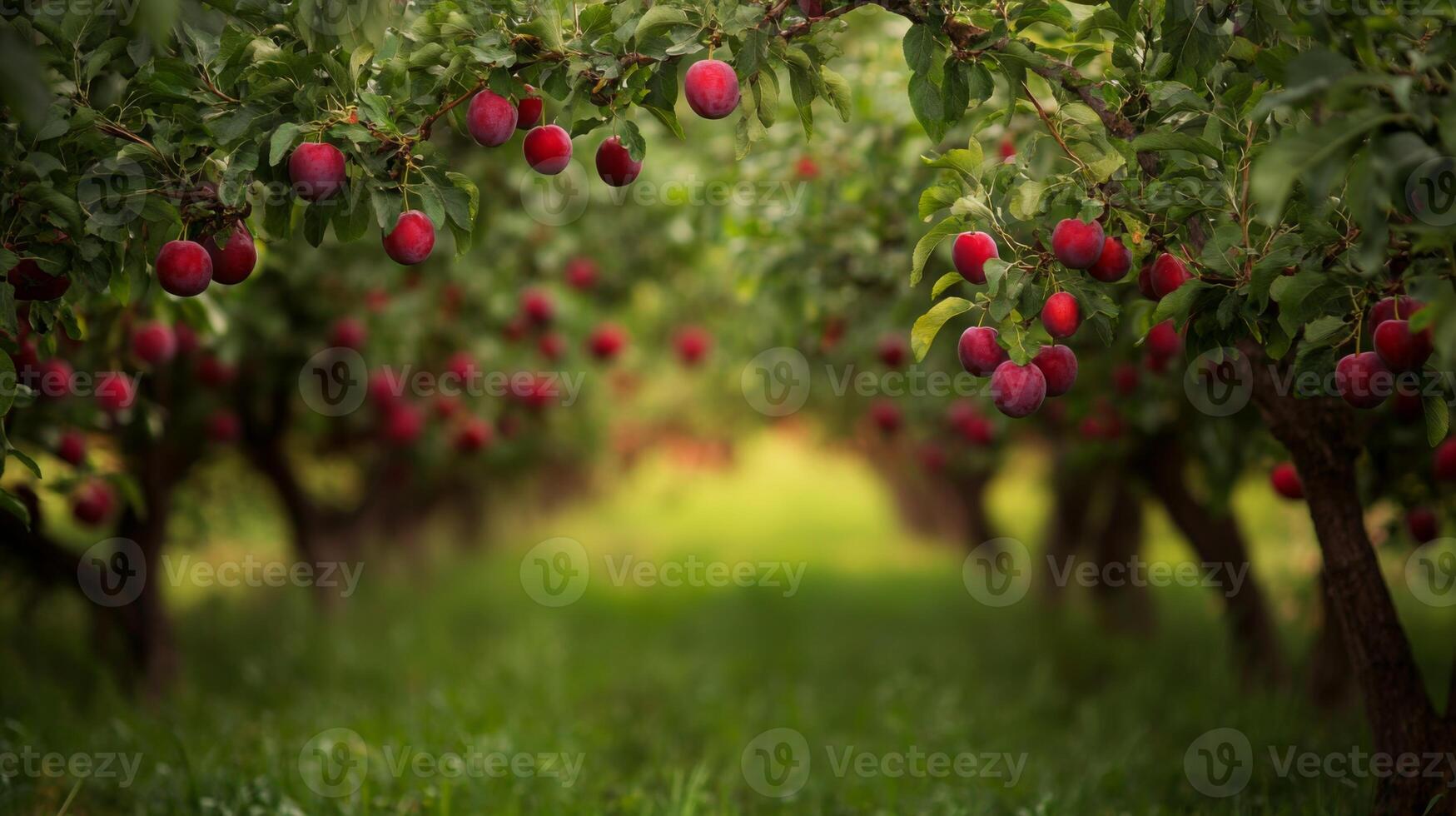 Red Plums Hanging on a Branch in an Orchard photo