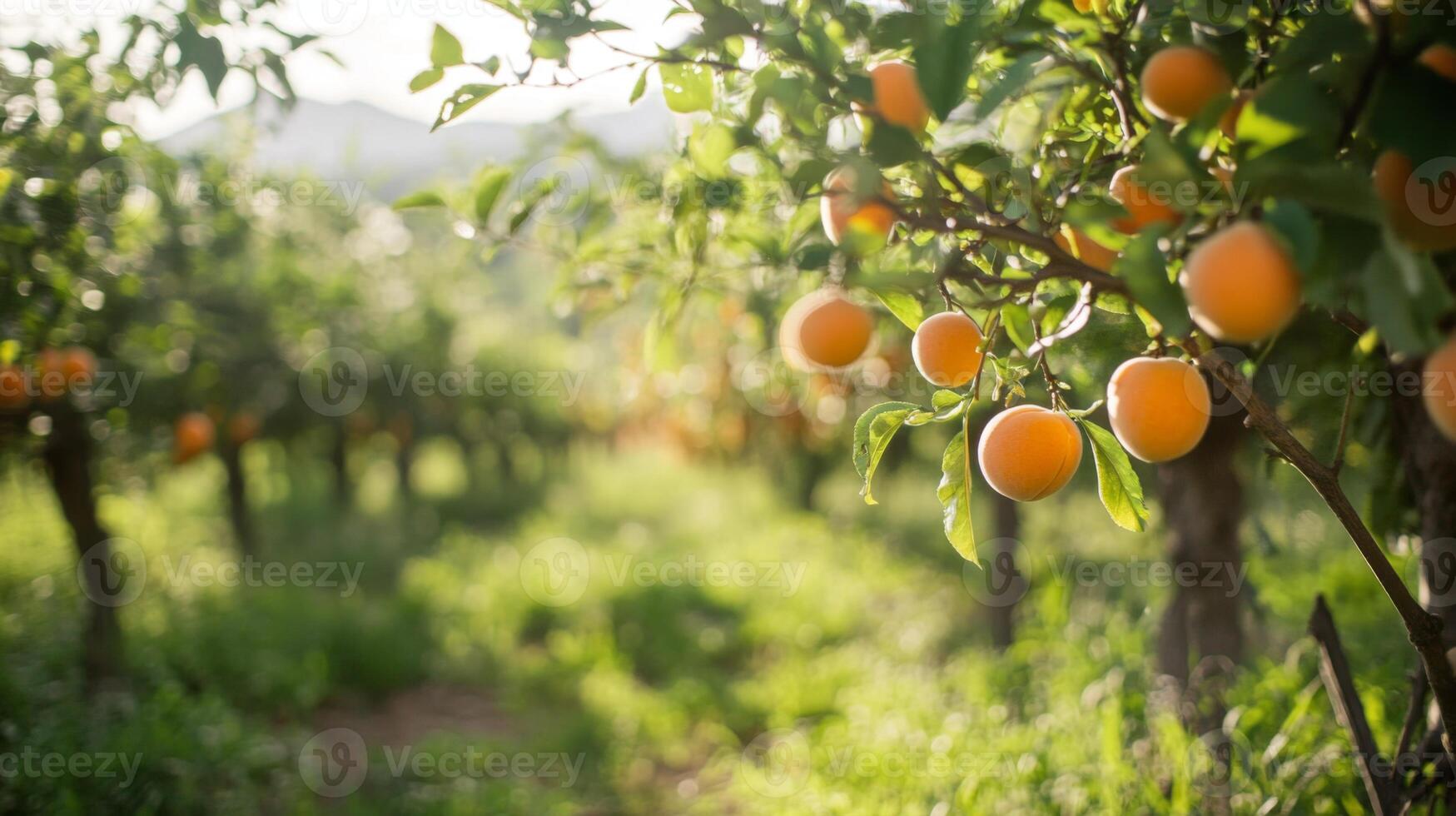 Ripe Apricots Hanging from a Branch in a Sunny Orchard photo