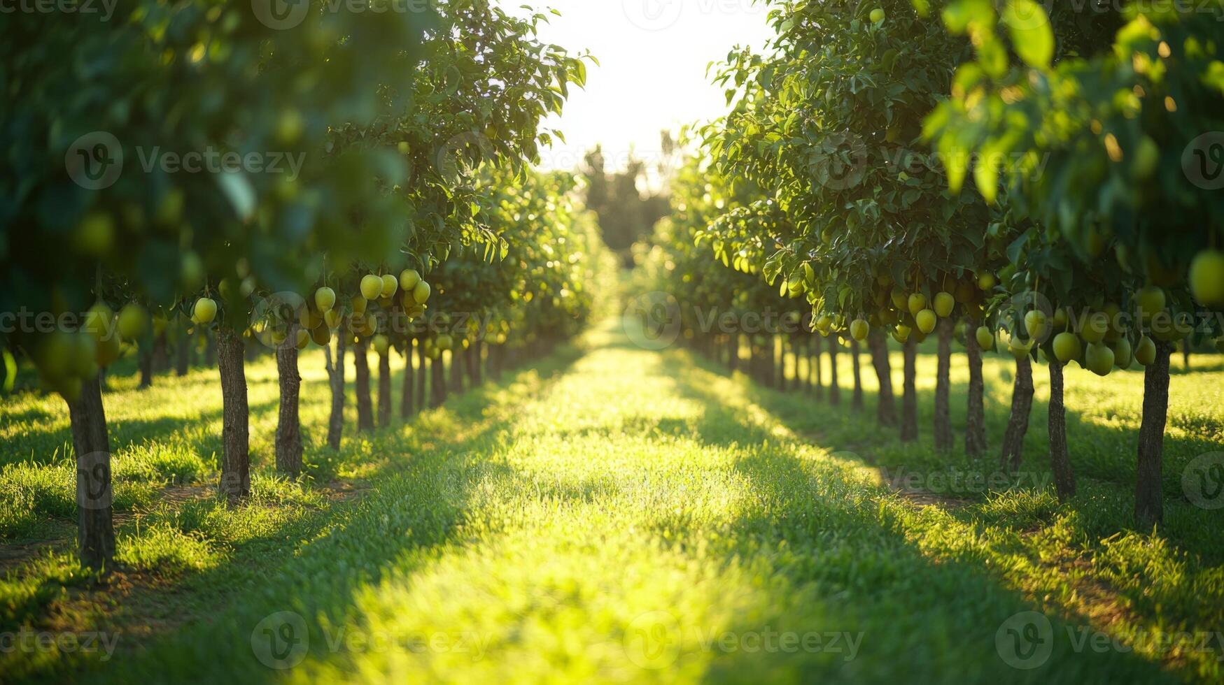 A row of fruit trees laden with ripe fruit in a sunlit orchard. photo