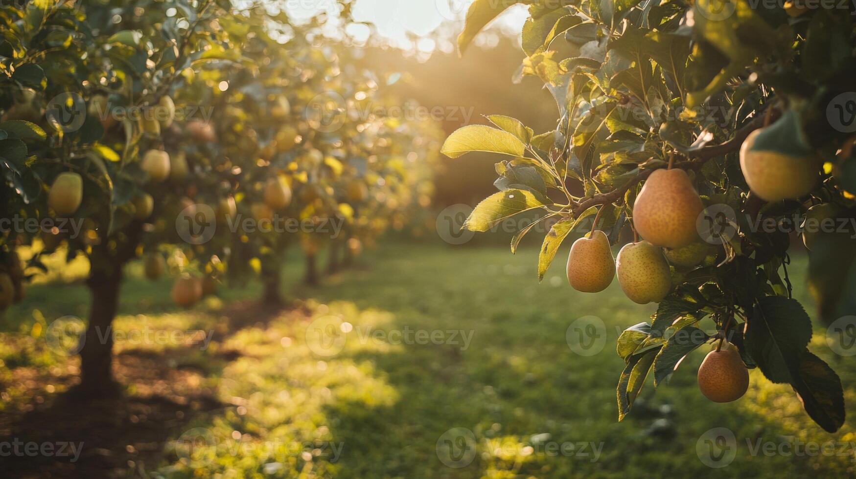 Ripe Pears Hanging on a Tree Branch in a Orchard photo