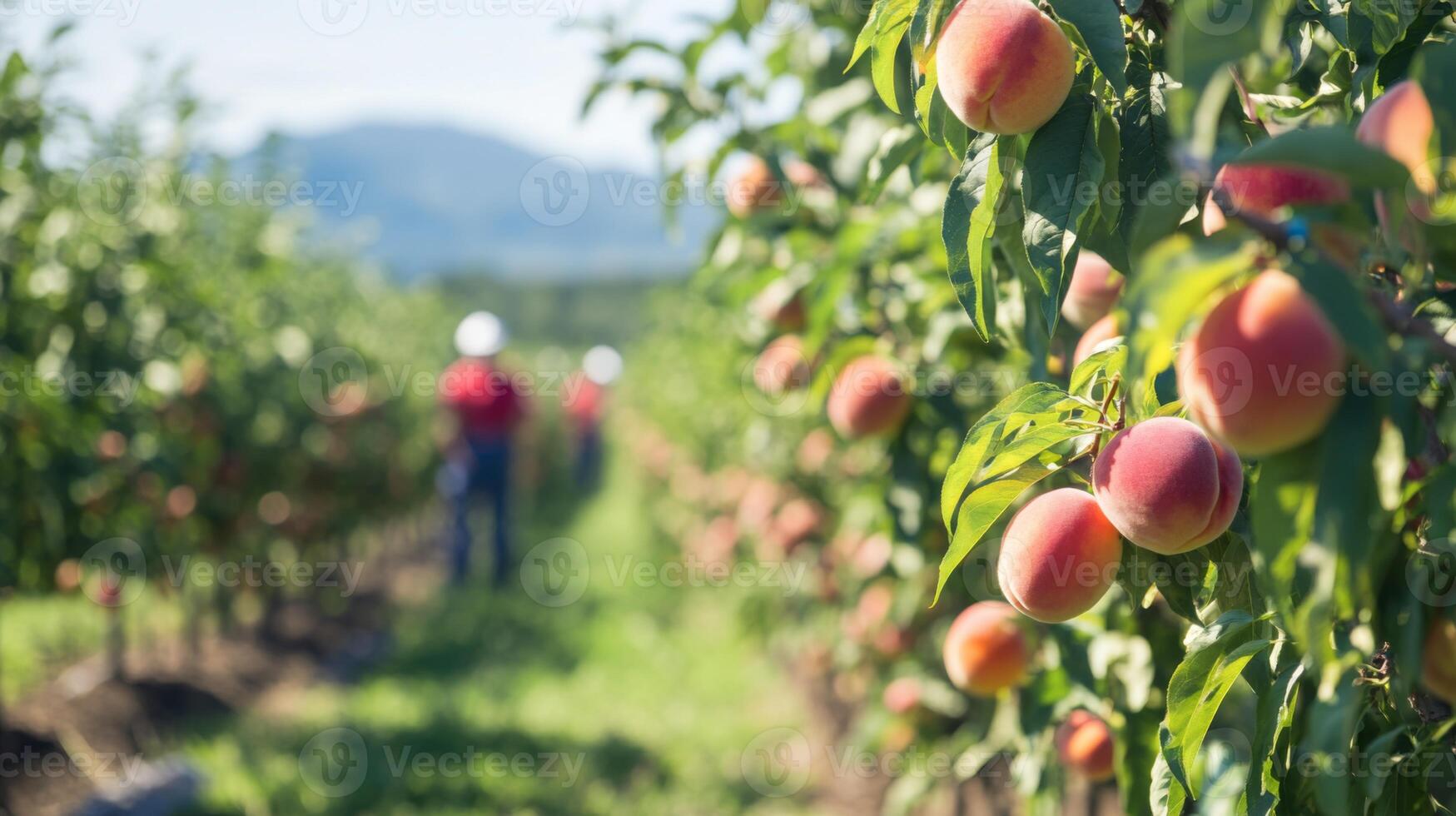 Ripe Peaches Hanging on Tree Branches in a Orchard photo