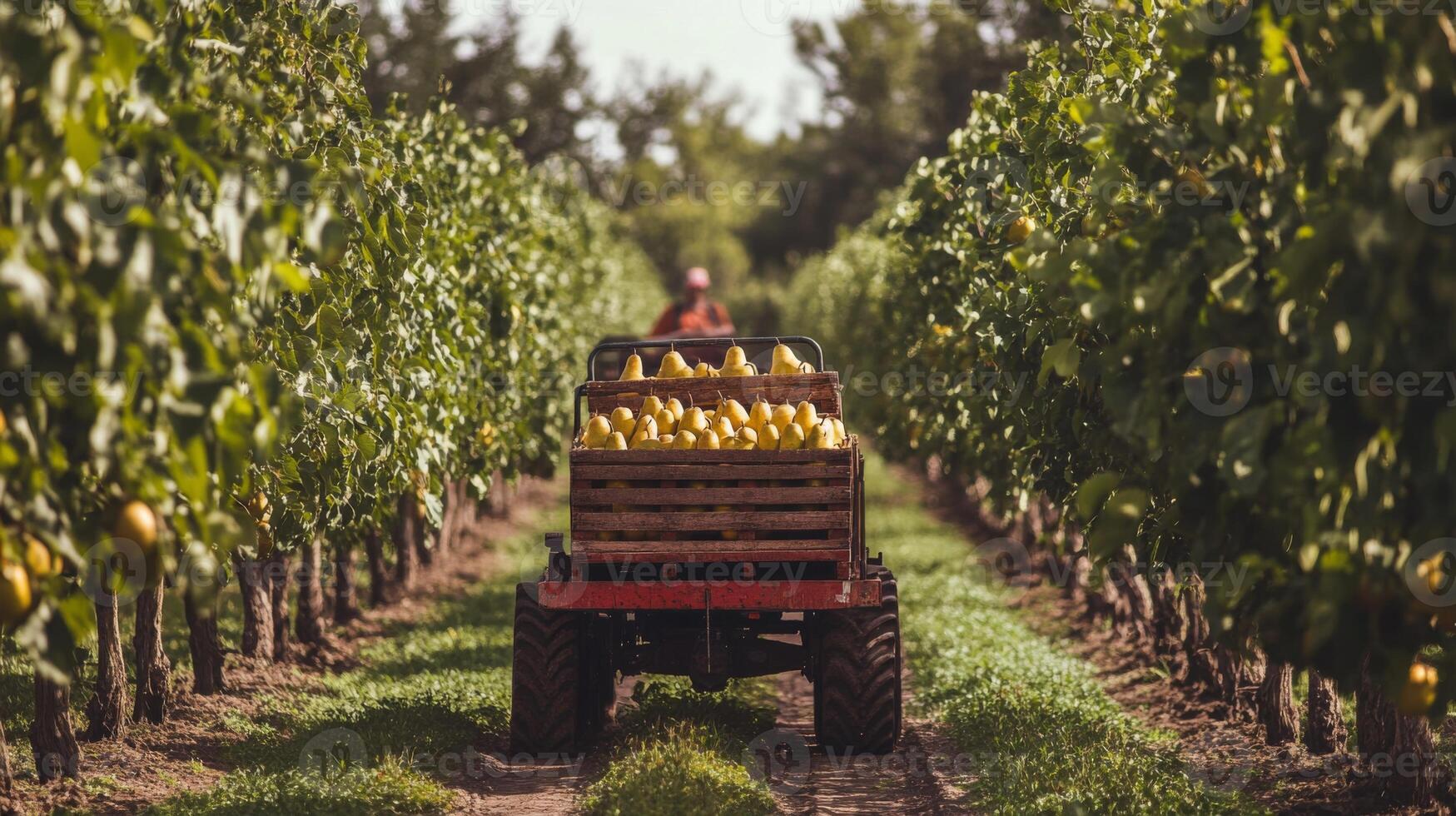 A tractor loaded with pears drives through a pear orchard photo