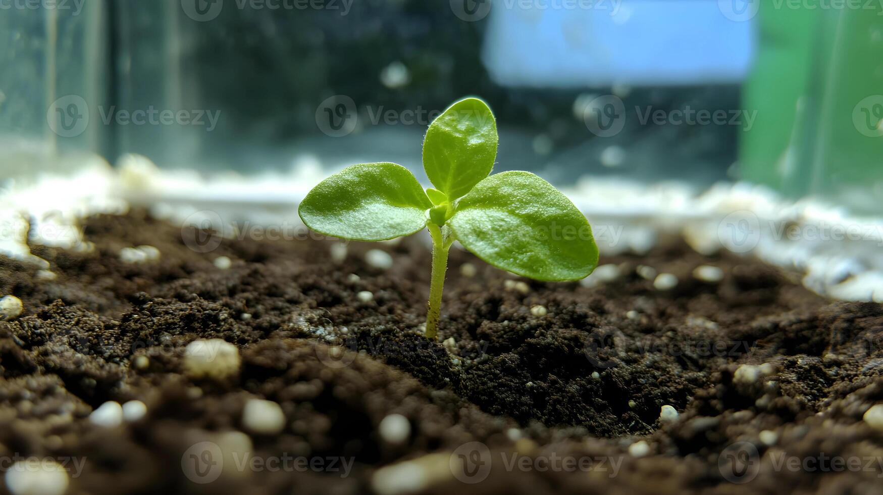 Tiny Sprout Emerging from Dark Soil in a Greenhouse Setting photo