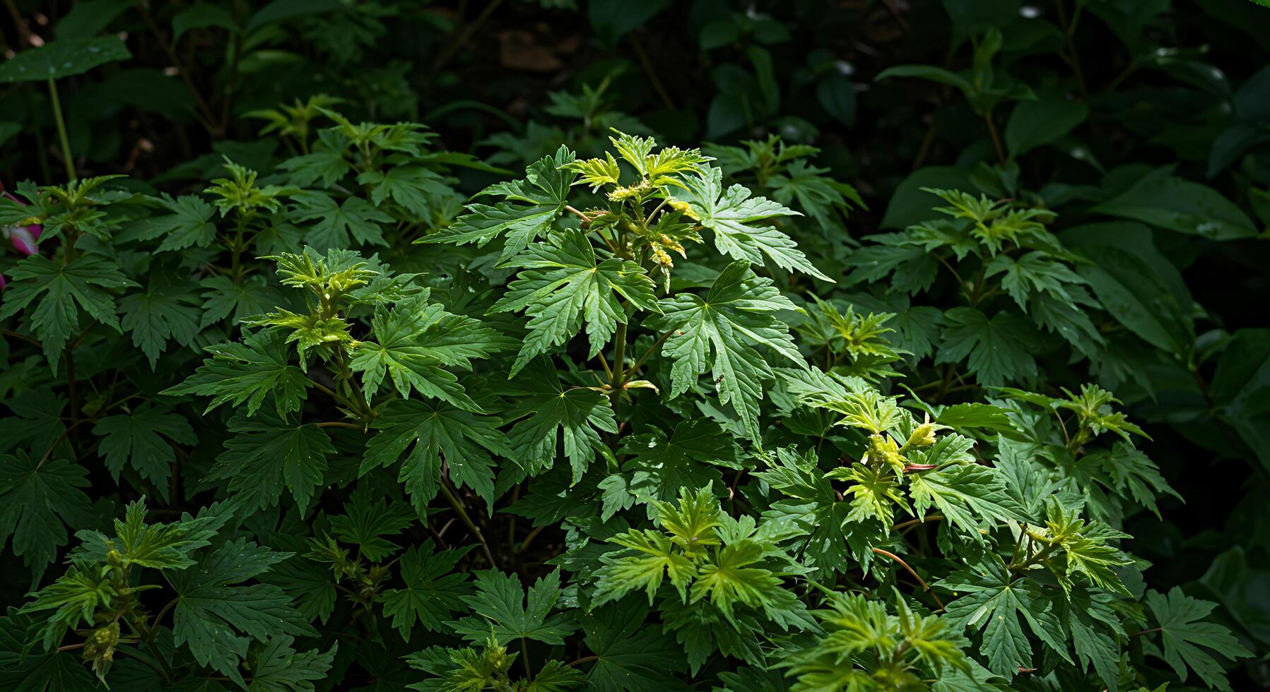 A bush with green leaves and yellow flowers photo