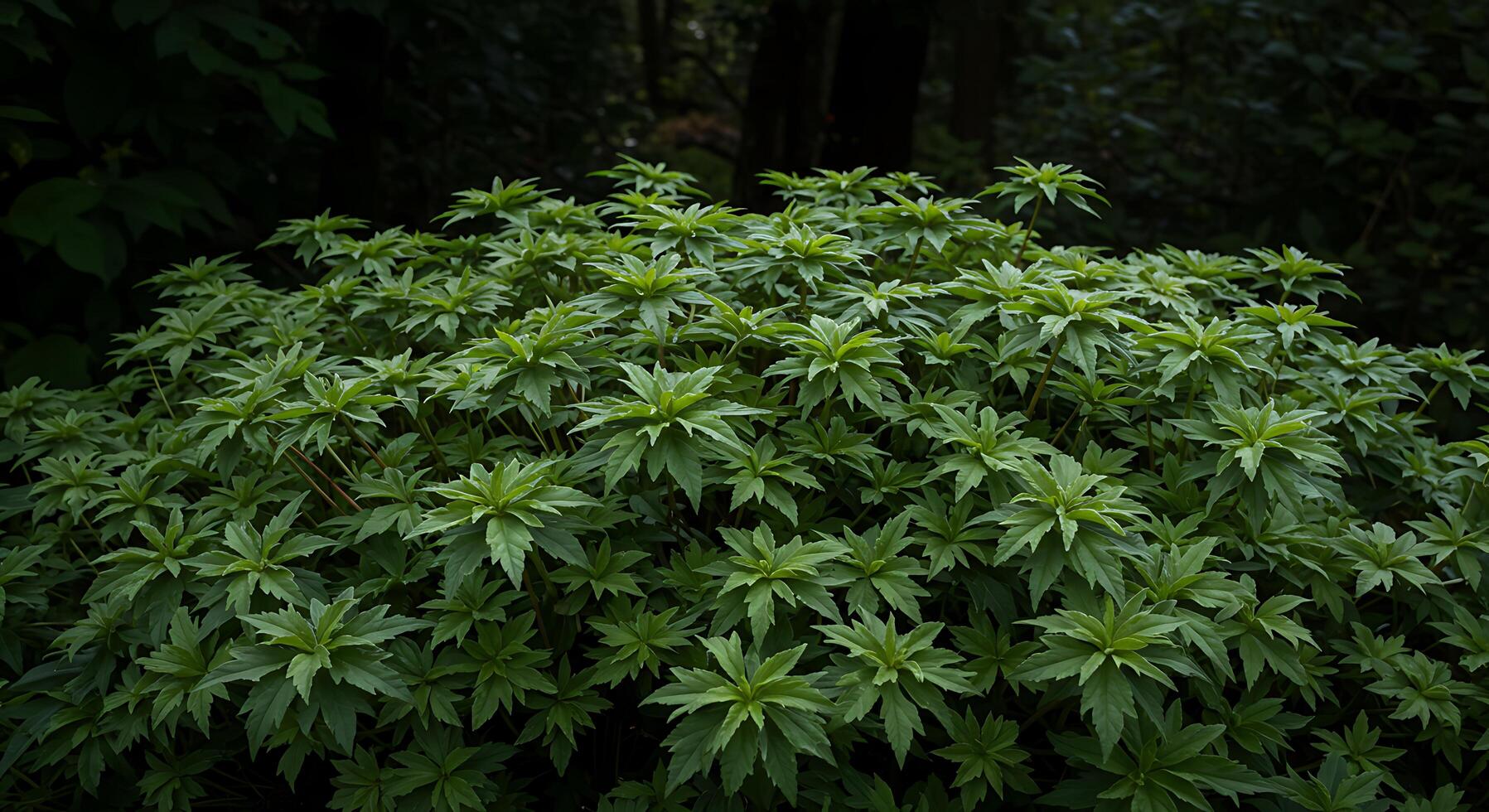 A plant with green leaves in the dark photo